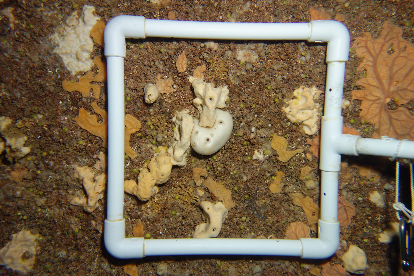 The interior of a Greek marine cave