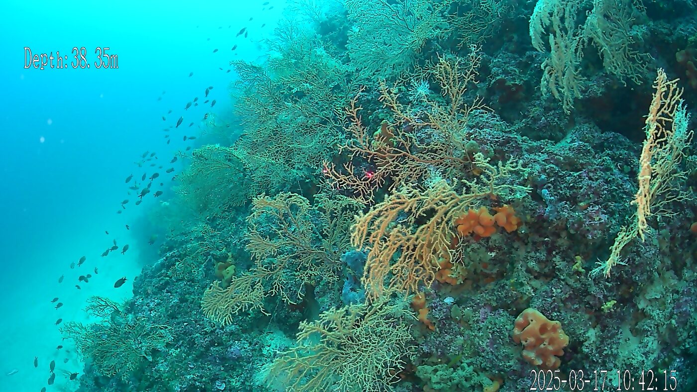 Deep reef surveyed by ROV