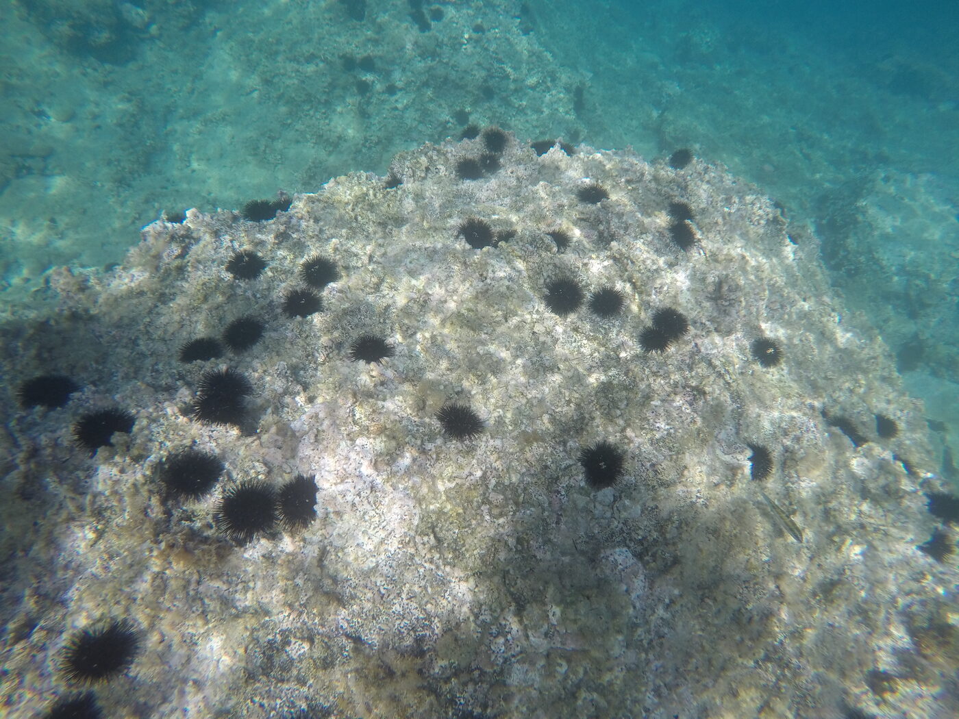 Sea urchin barren