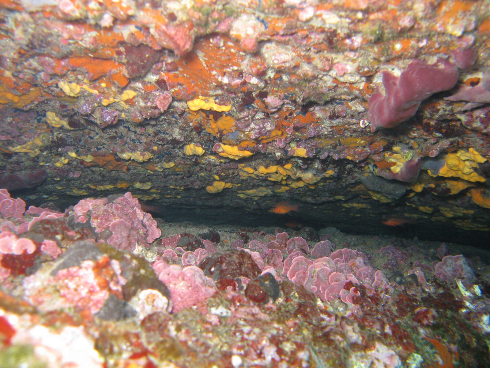 A deep rocky reef in the Greek seas