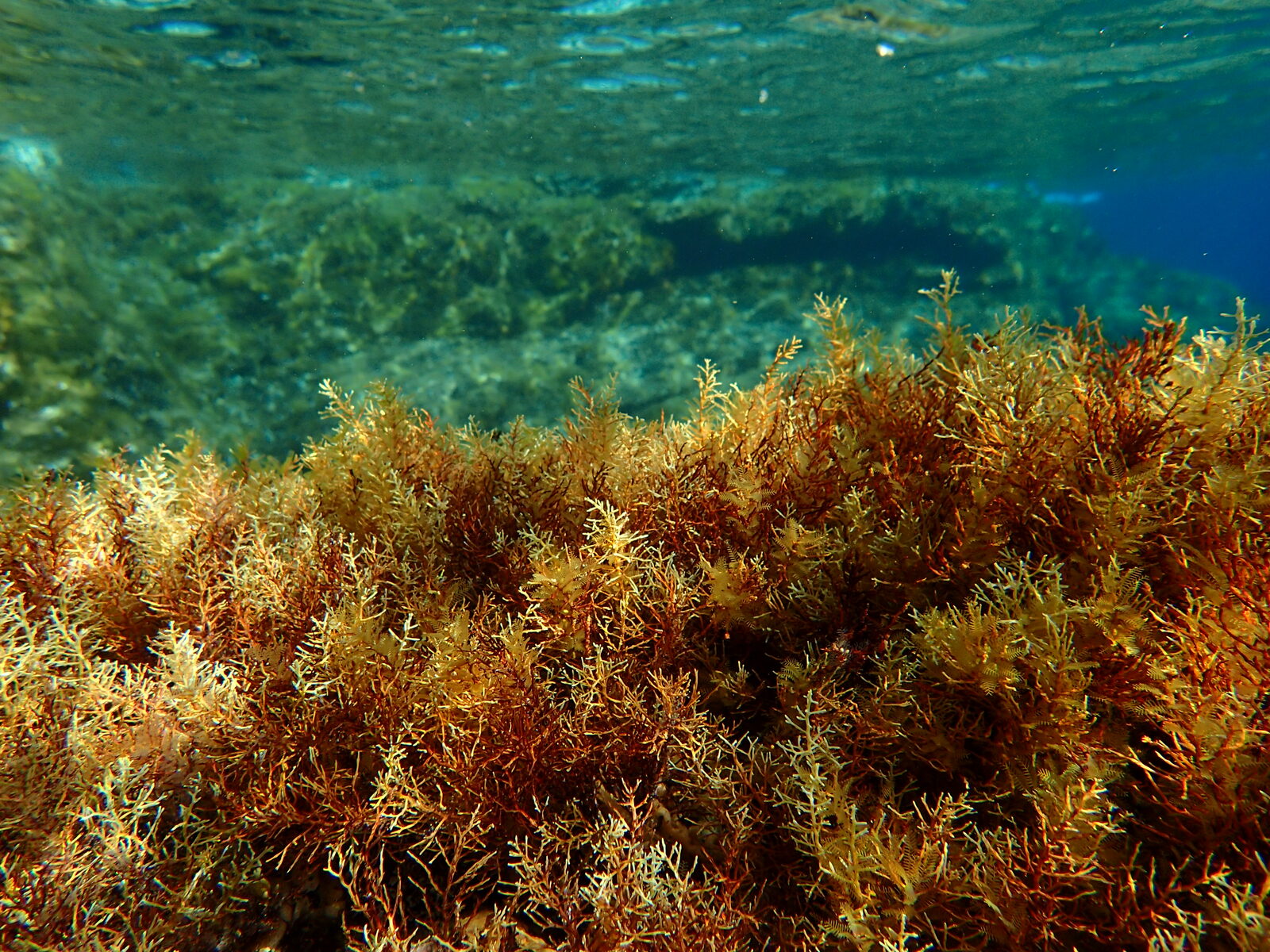 A Cystoseira macroalgal forest on a Greek reef